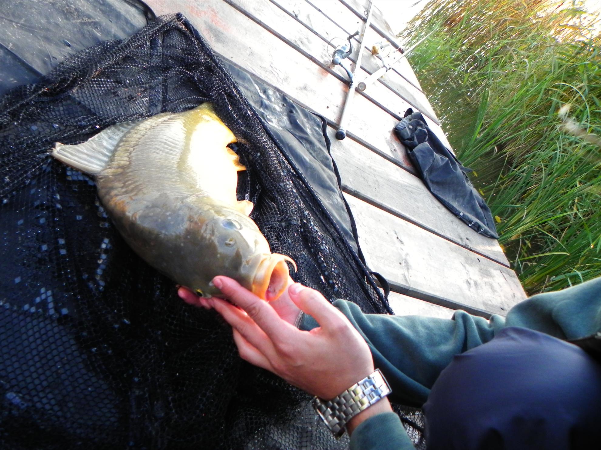 Pleasa 04-11-2012 - dscn3407.JPG